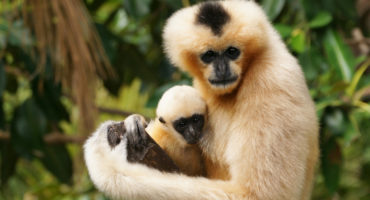 singe gibbon