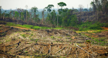 deforestation indonesie