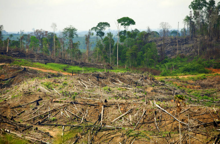 deforestation indonesie