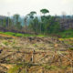 deforestation indonesie