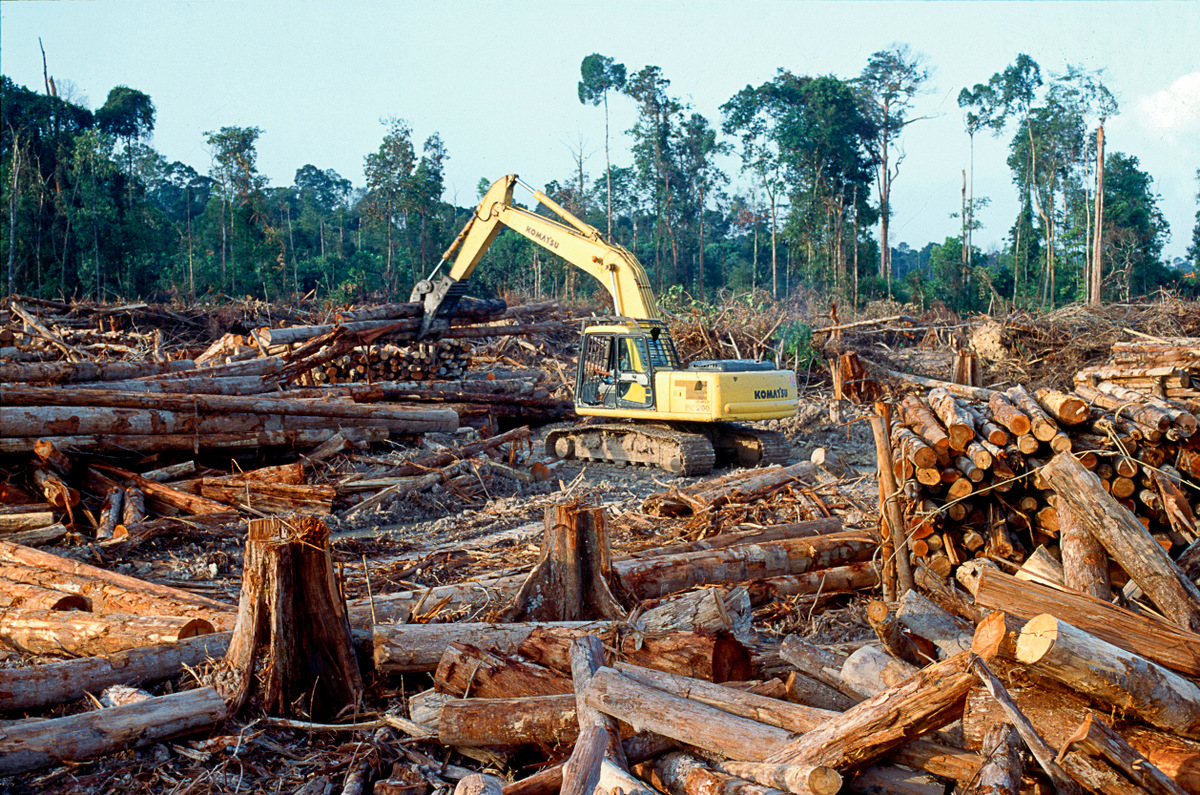 Les Forêts De Papouasie Menacées Par La Déforestation All4trees 2410