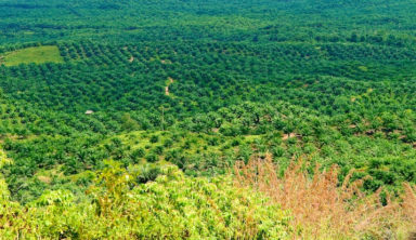 plantation palmier huile indonesie