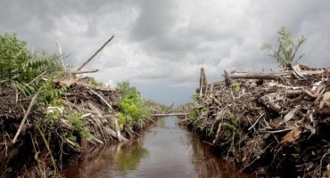 deforestation indonesie