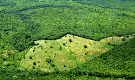 deforestation bresil