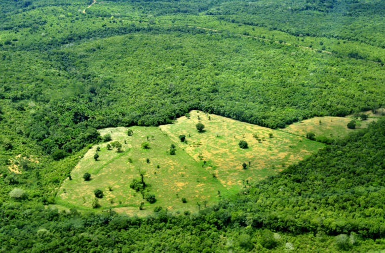 deforestation bresil