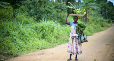 agroforesterie afrique