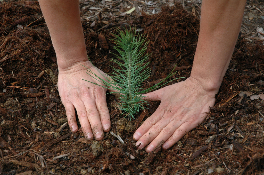 reforestation