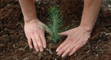 reforestation