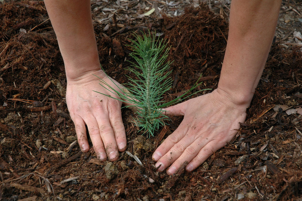 reforestation