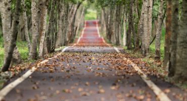 Les arbres, ces calmants naturels