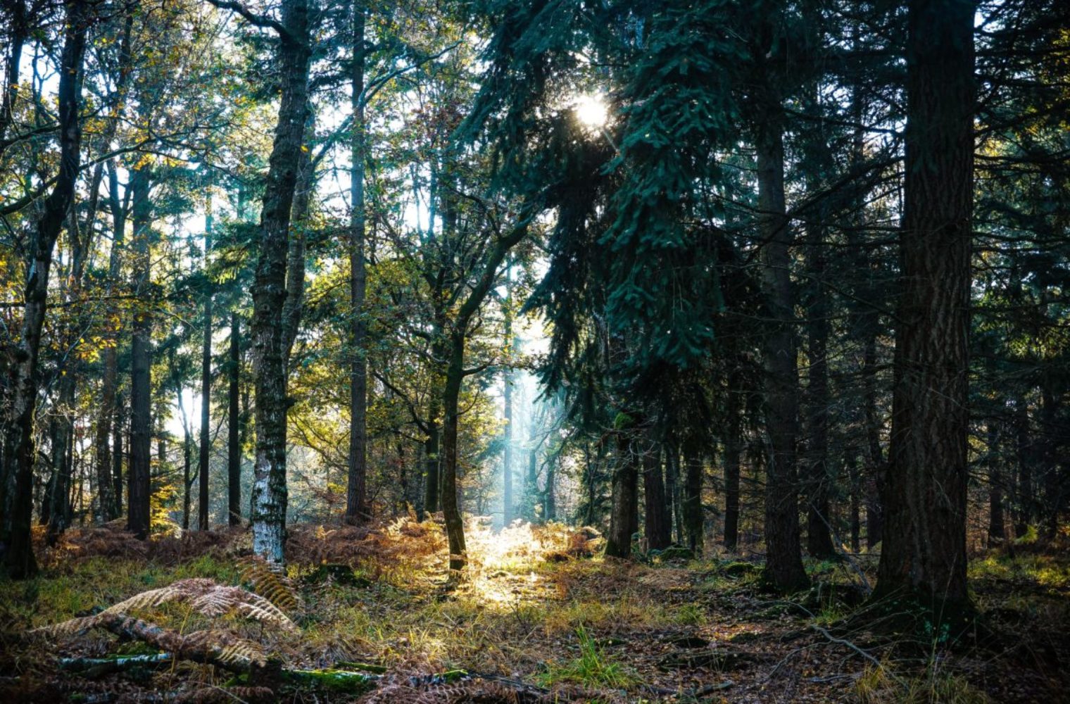 Les arbres pour améliorer notre environnement