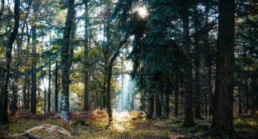 forêt arbres