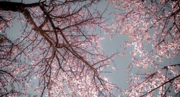 Il était une fois : un arbre qui s’appelle Merise !