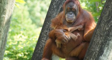 orang-outan biodiversite