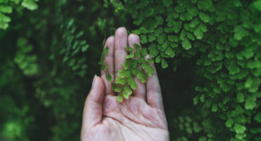 reconnection a la nature