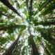 planter arbre climat