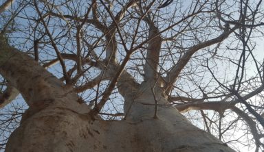 Lutter contre la déforestation au Sénégal