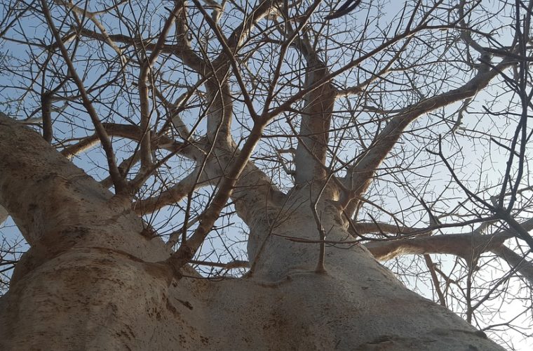 Lutter contre la déforestation au Sénégal