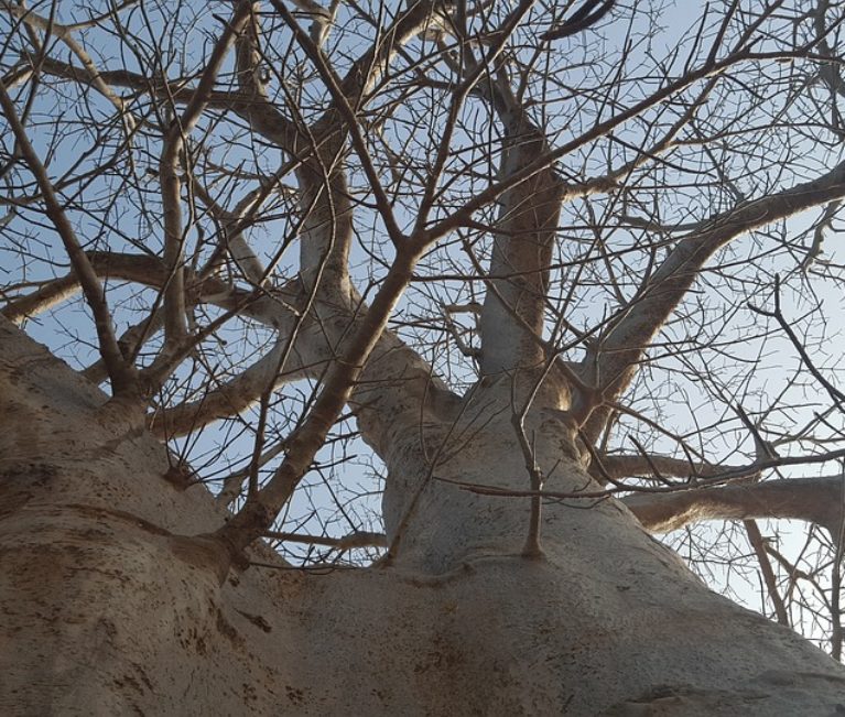Lutter contre la déforestation au Sénégal