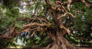 Les arbres : ces témoins du temps éternel