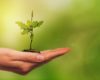 planter arbres changements climatiques