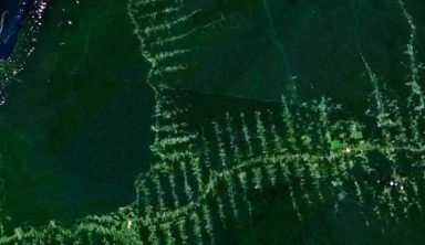 deforestation transamazonienne