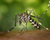 deforestation paludisme moustique