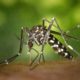 deforestation paludisme moustique